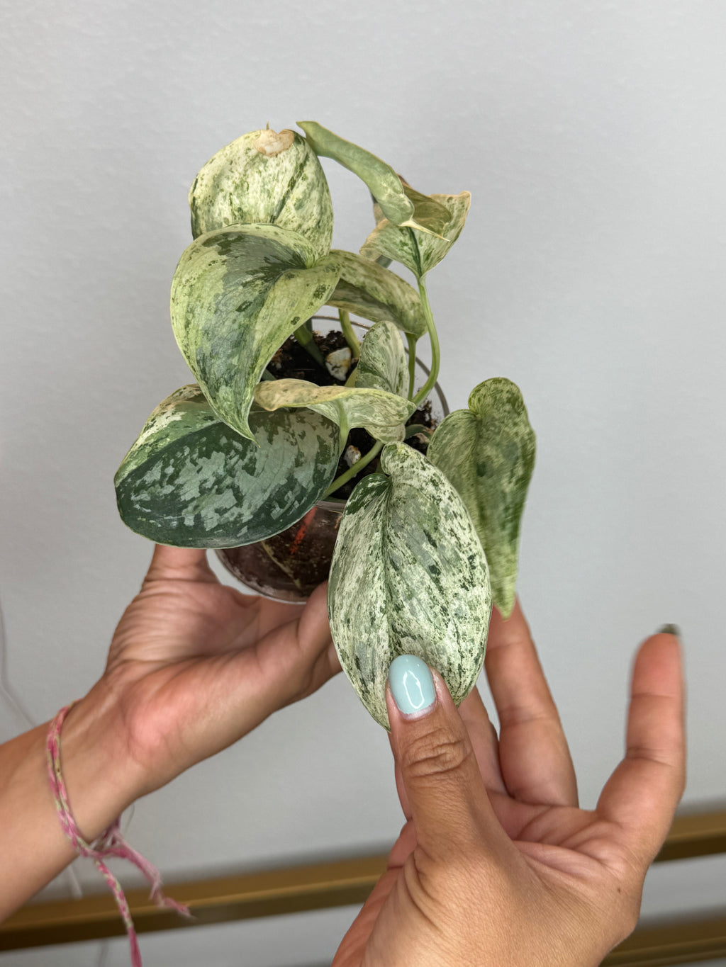 Scindapsus peasun