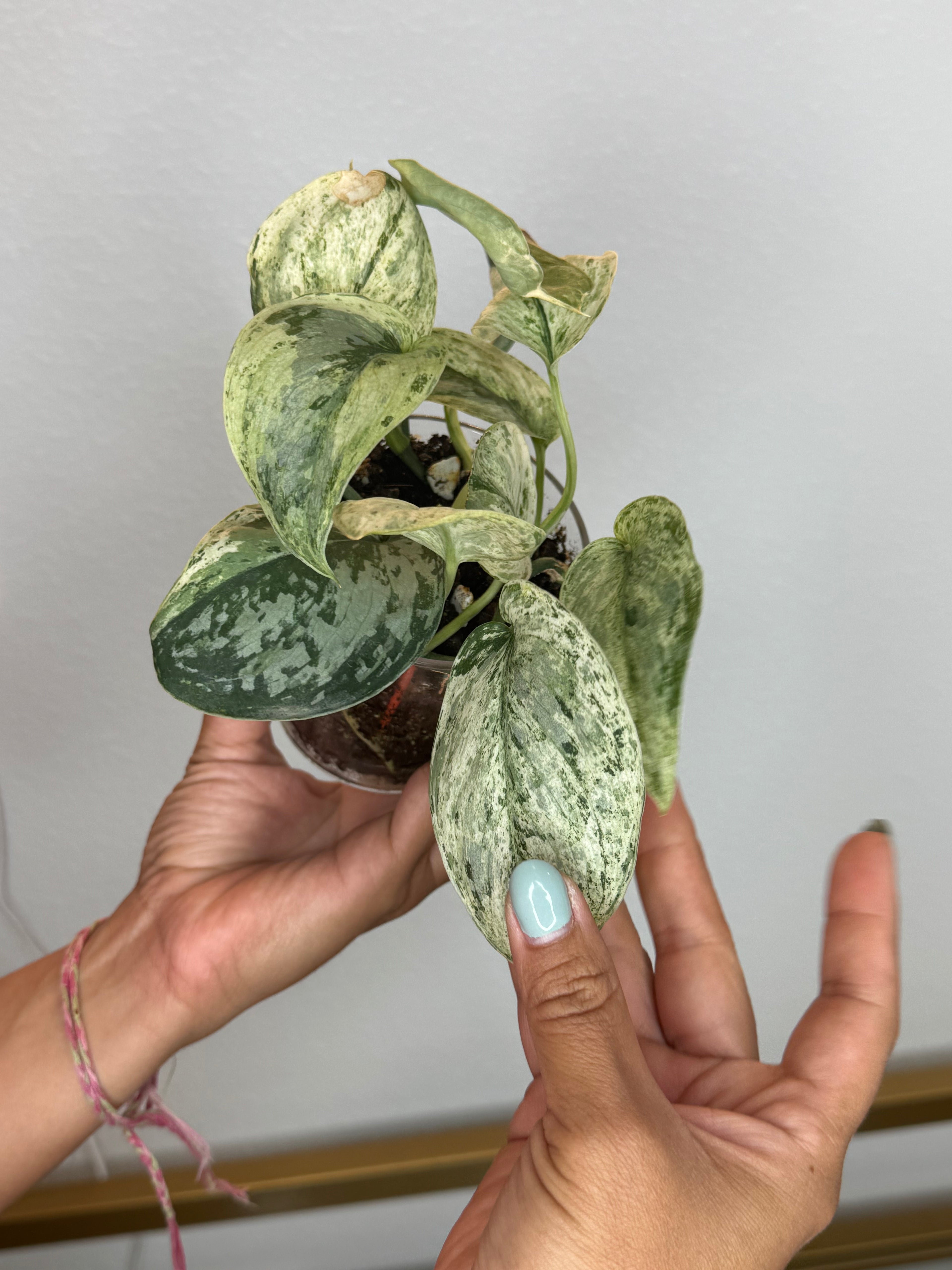 Scindapsus peasun
