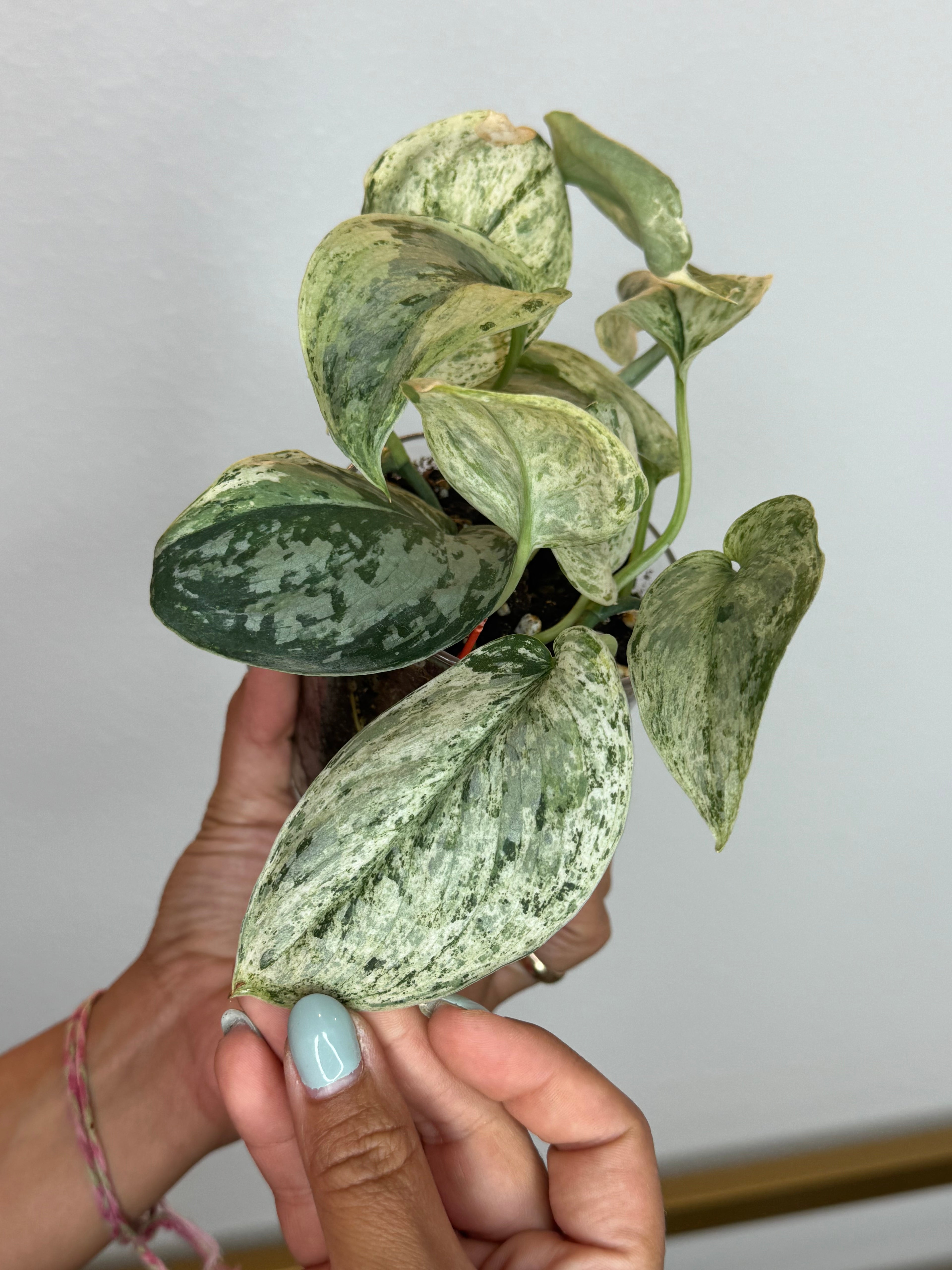 Scindapsus peasun