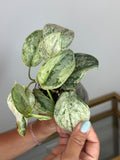 Scindapsus peasun
