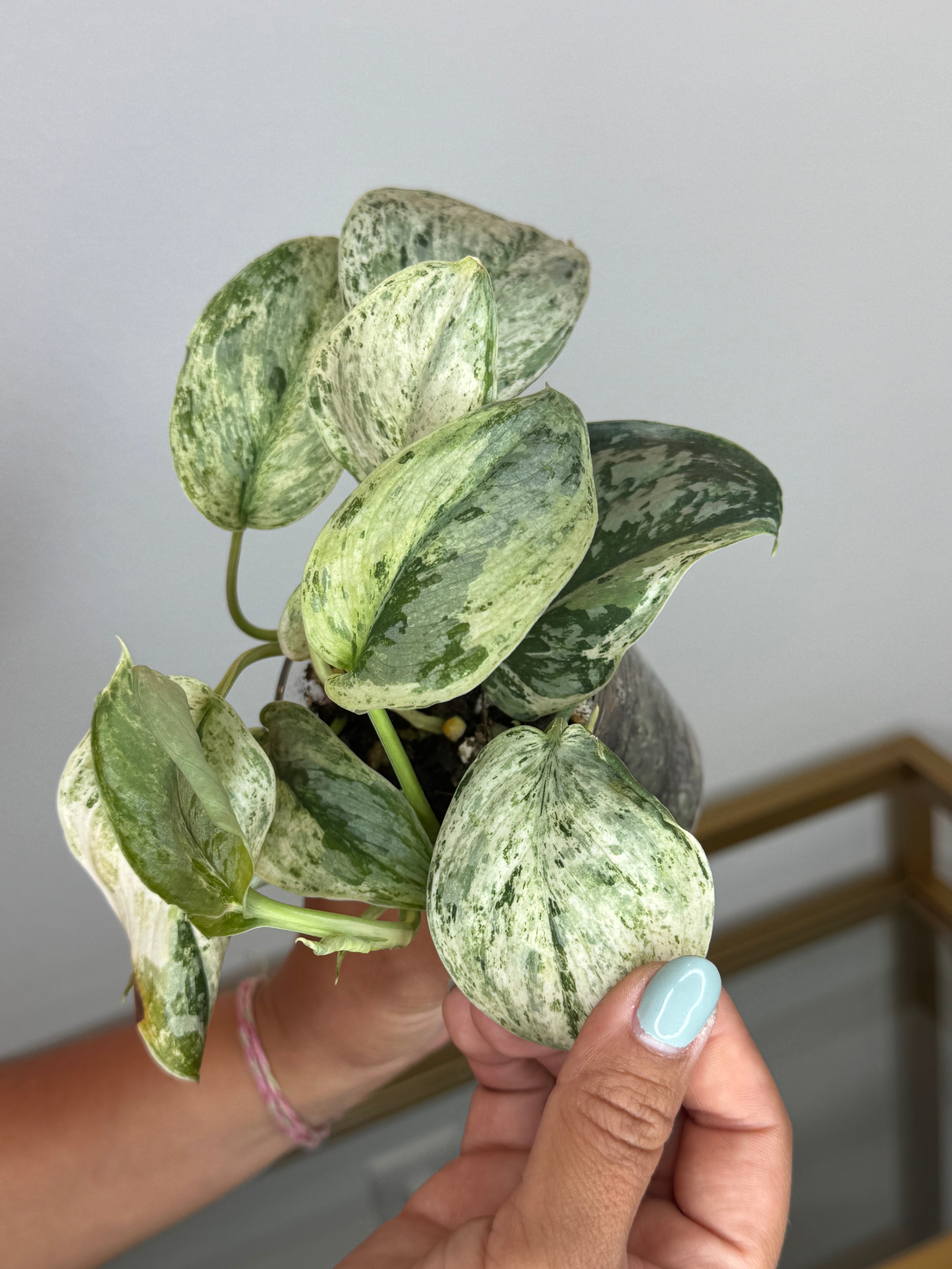 Scindapsus peasun