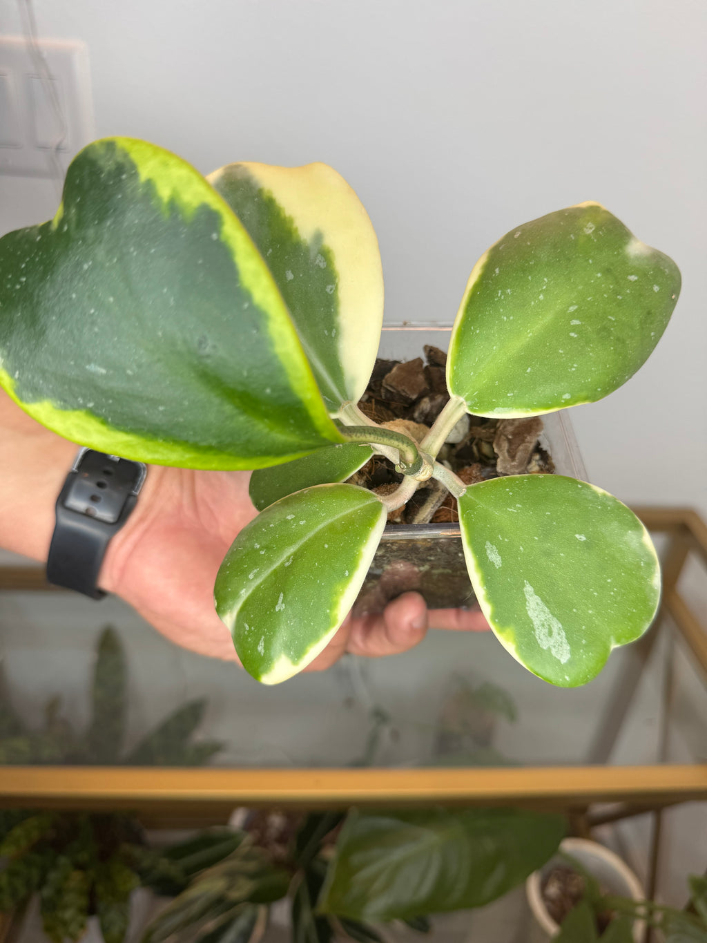 Hoya kerry