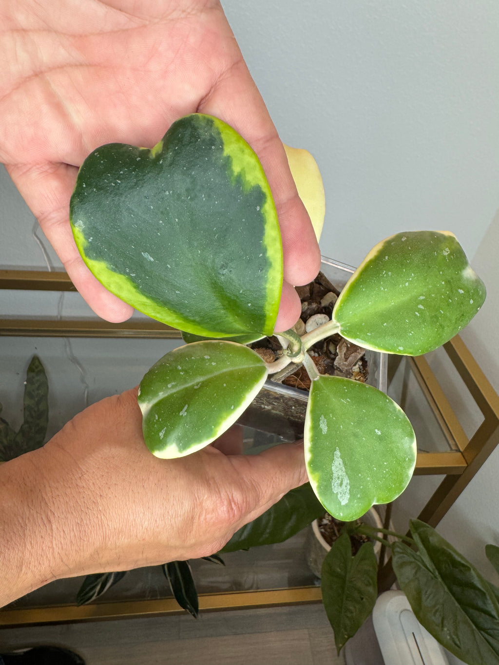 Hoya kerry