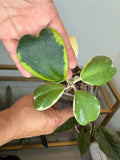 Hoya kerry