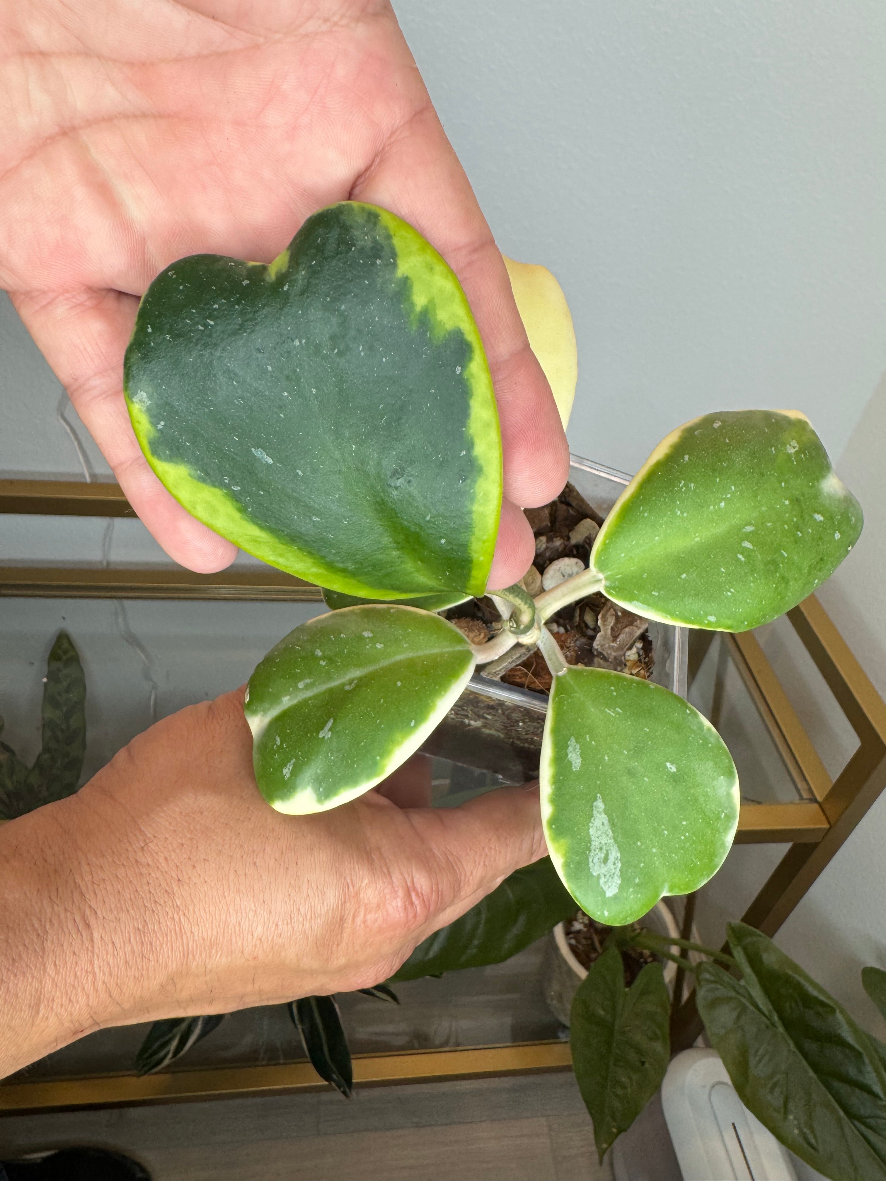 Hoya kerry