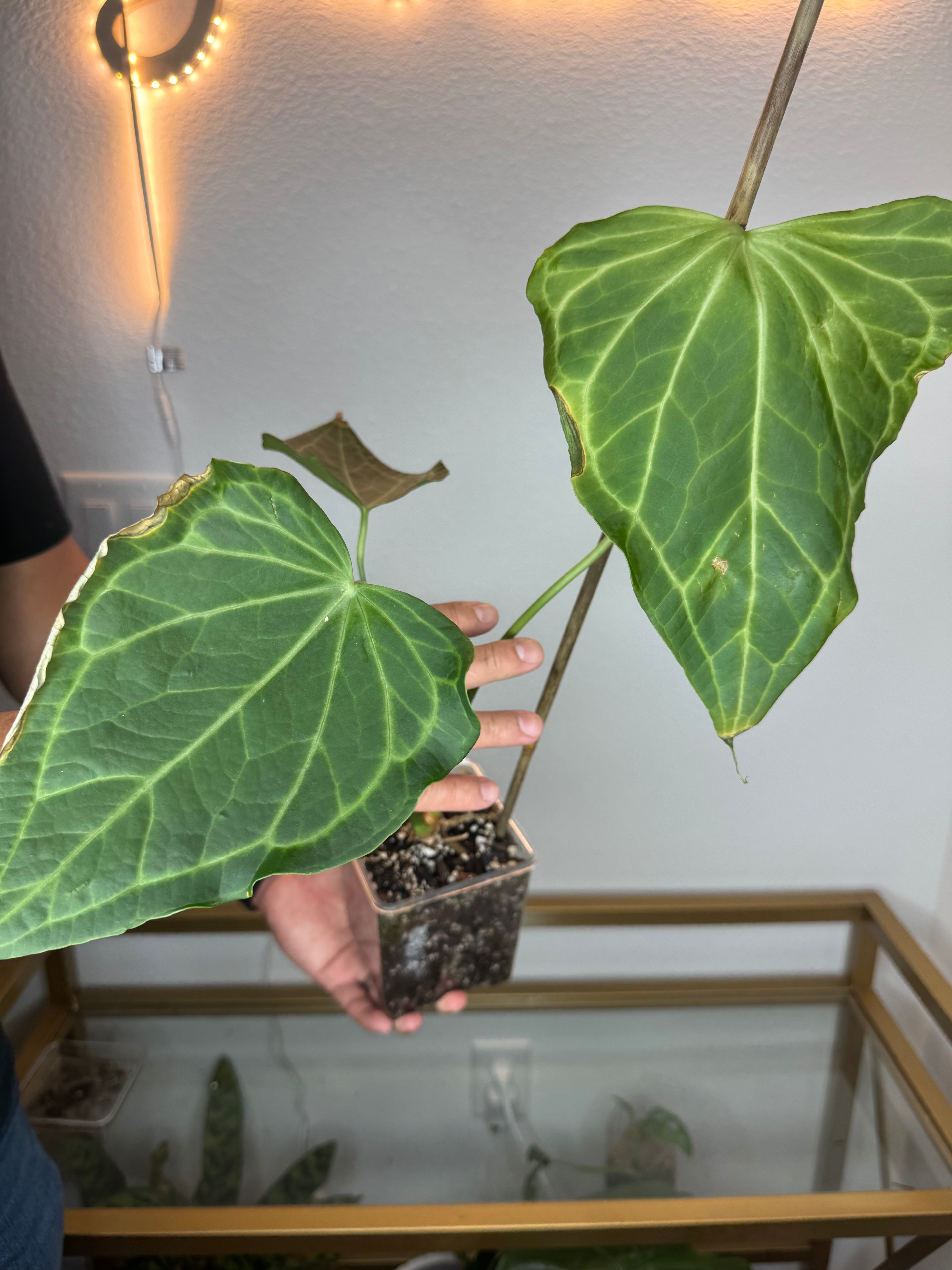 Anthurium Delta force