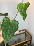 Anthurium Delta force