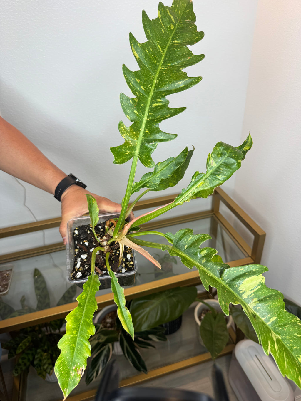 Philodendron Ring of fire 4 in