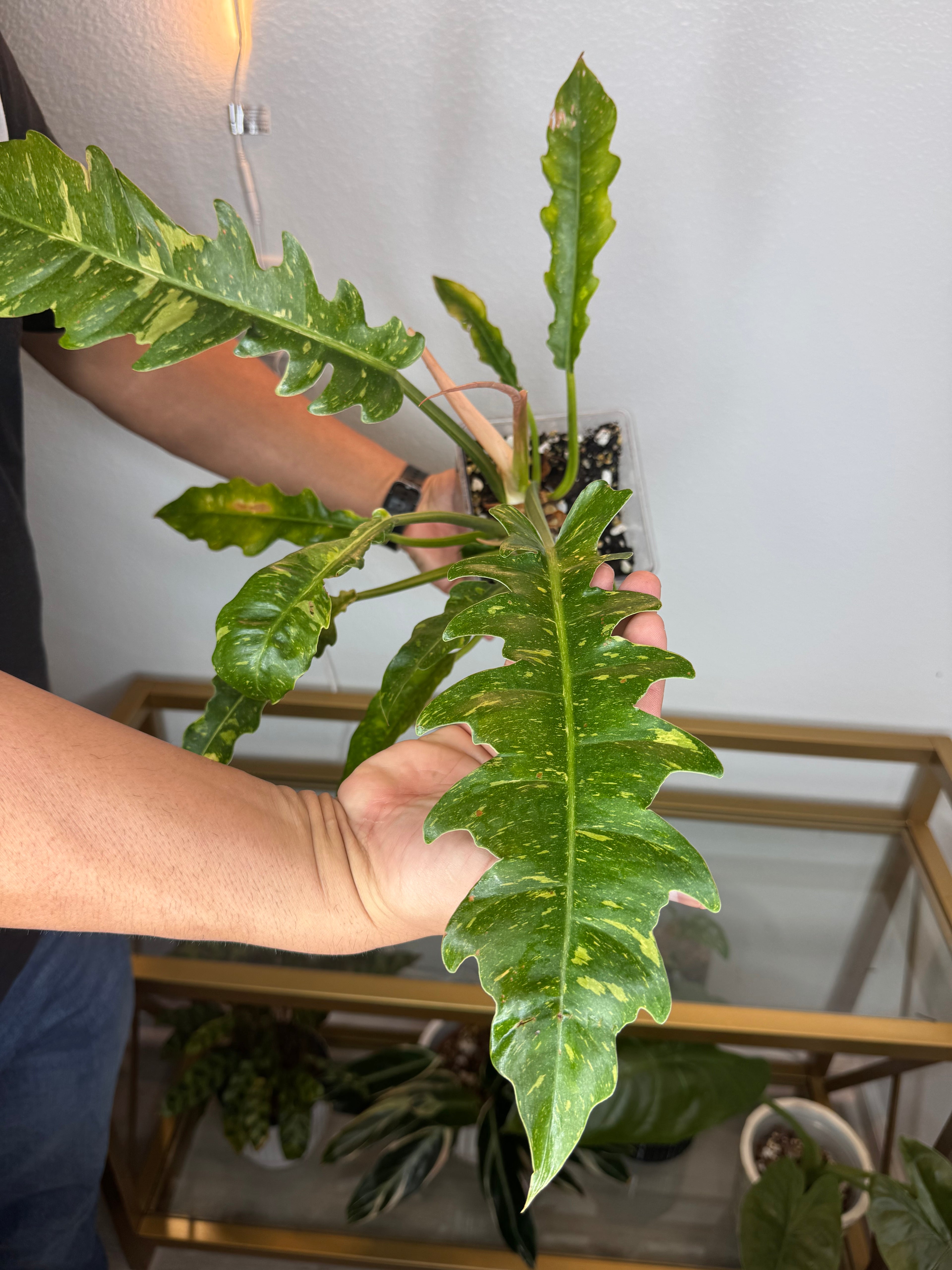 Philodendron Ring of fire 4 in