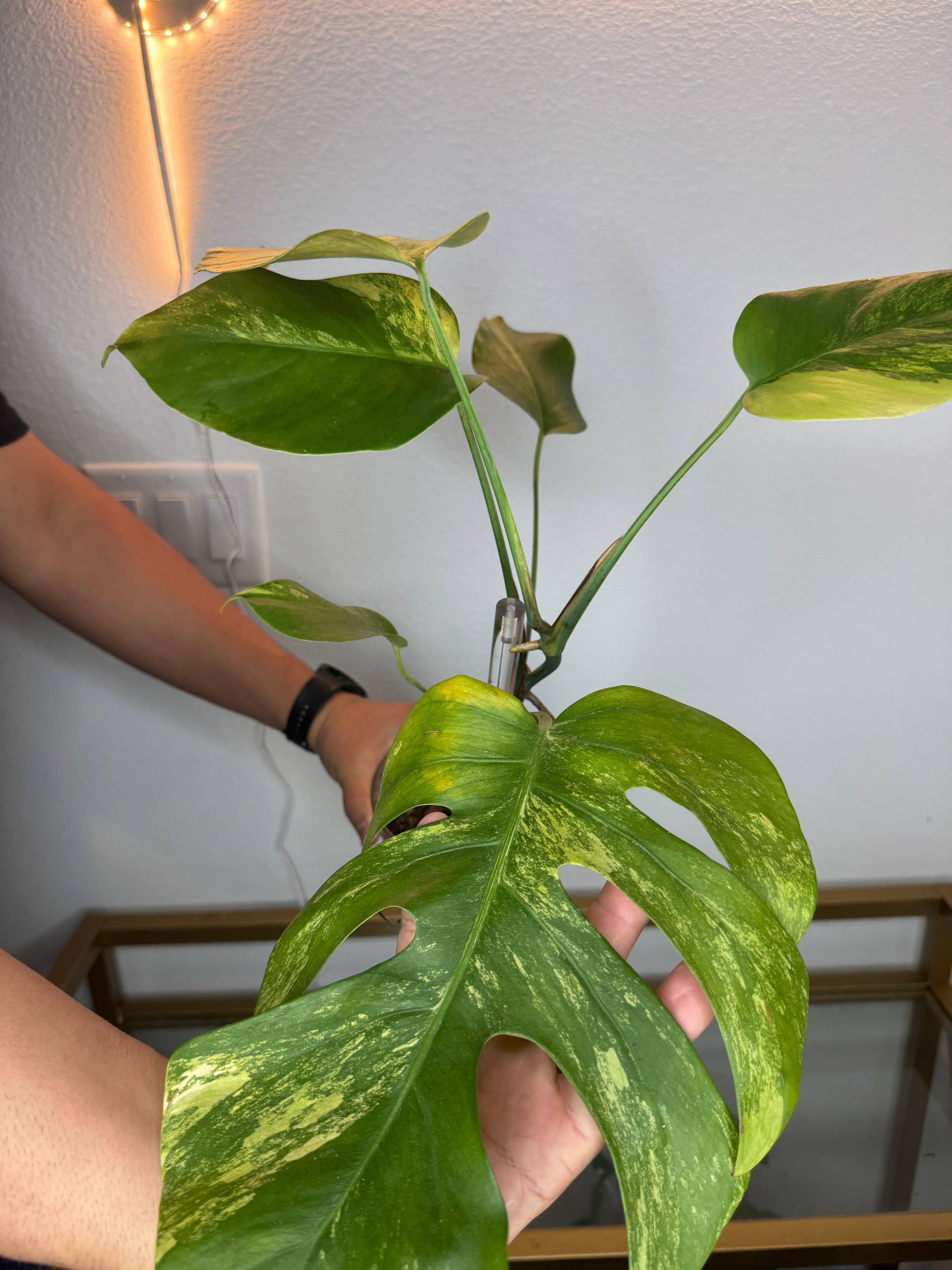 Moustera Aurea  Variegate 4in