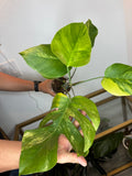 Moustera Aurea  Variegate 4in
