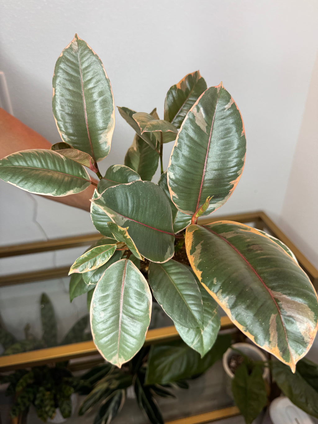 Ficus rubi