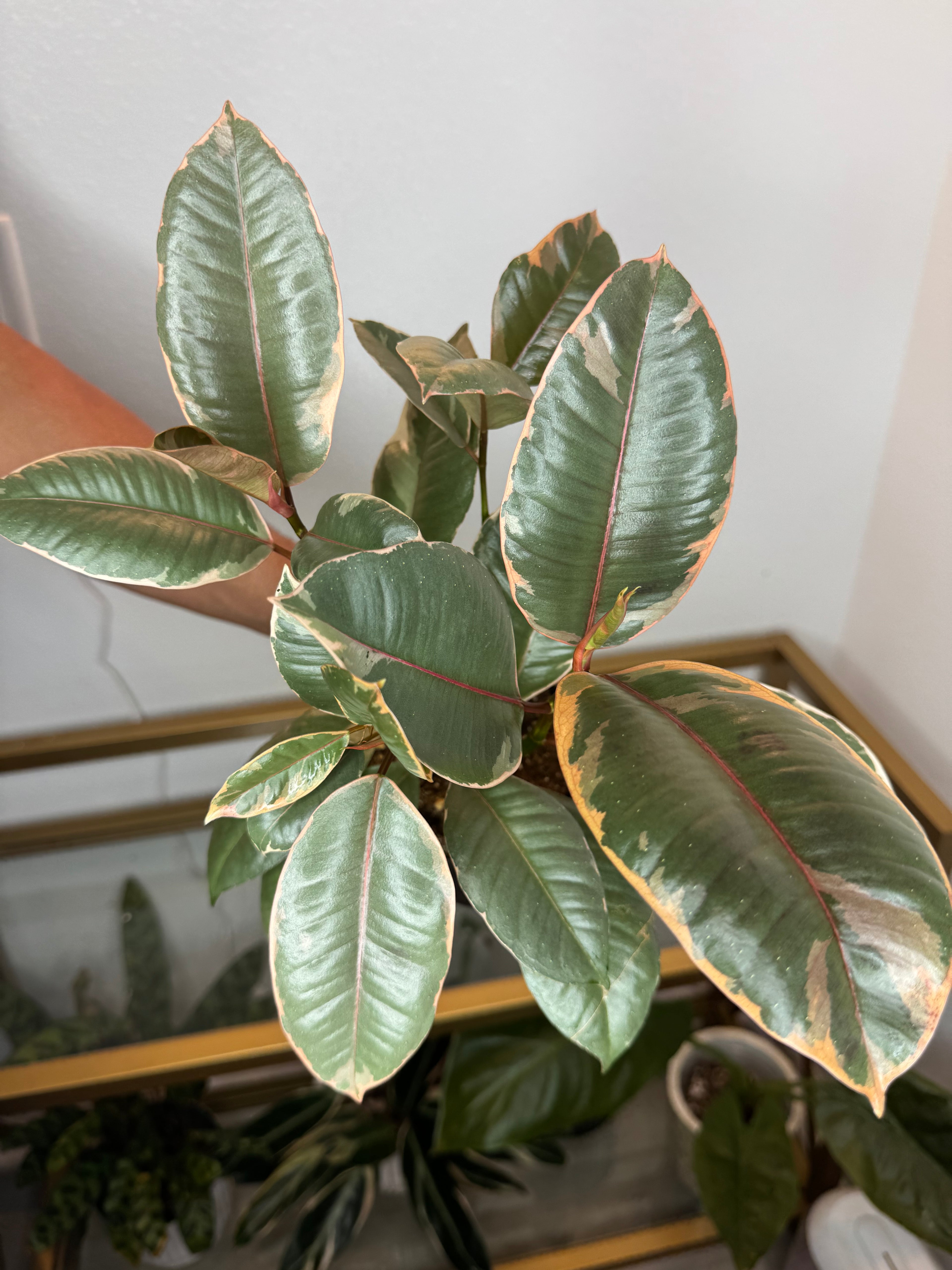 Ficus rubi