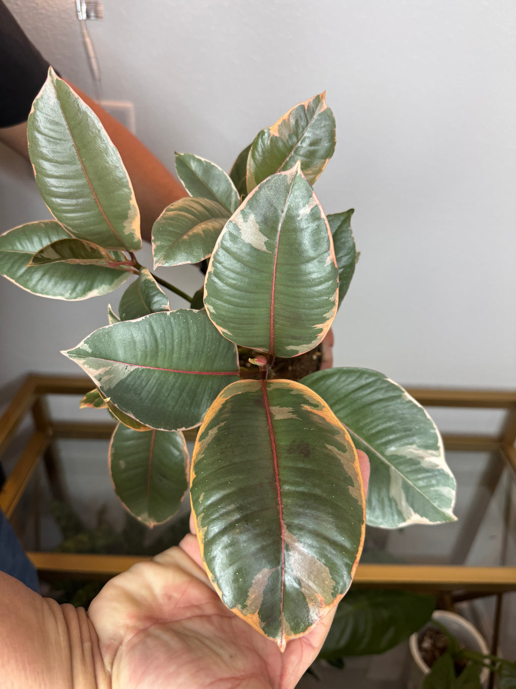 Ficus rubi