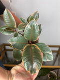 Ficus rubi