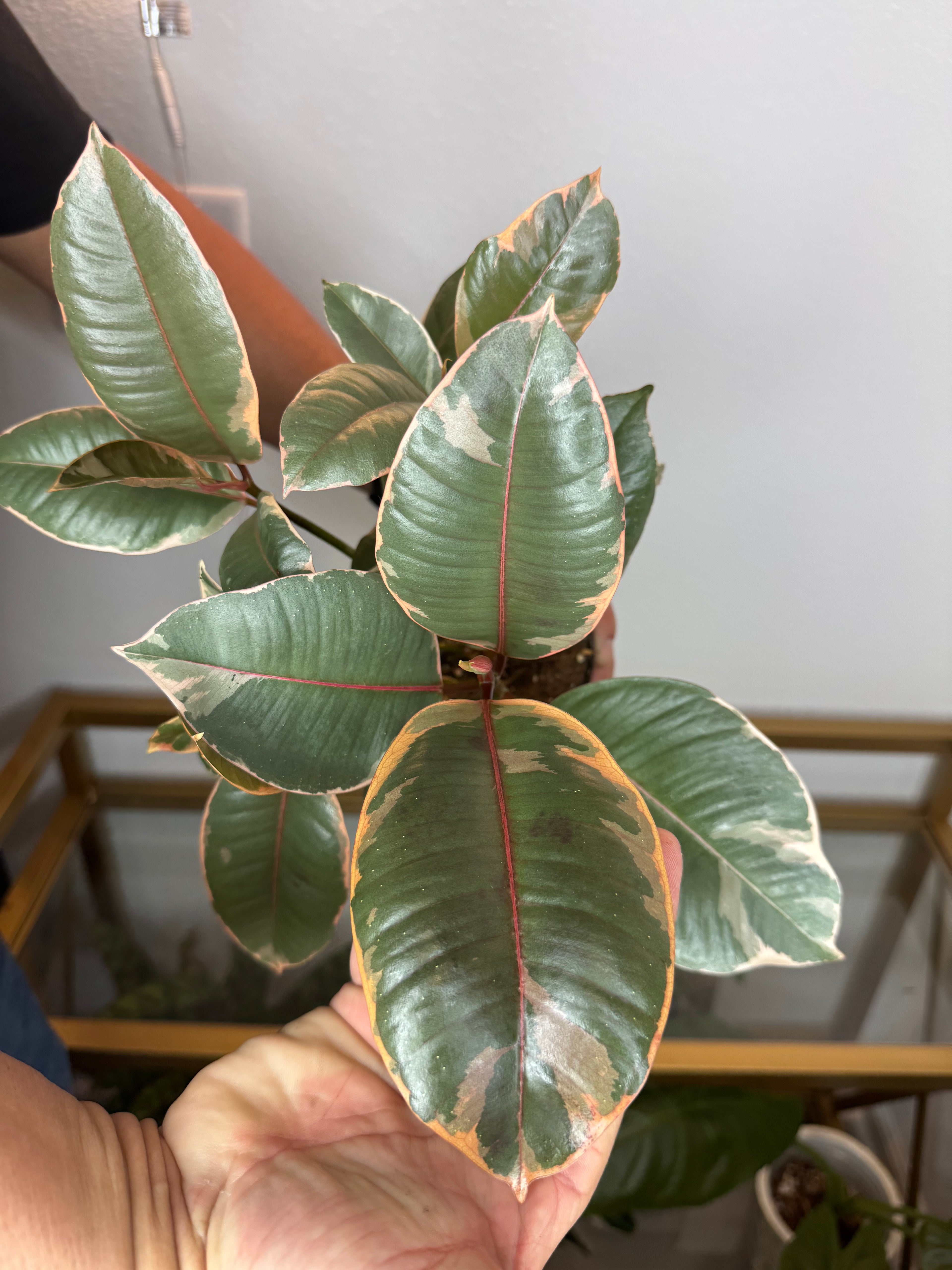 Ficus rubi