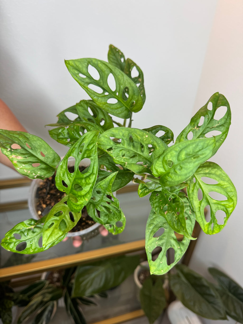 Monstera andasonii 6in