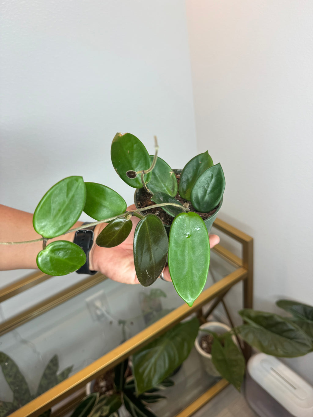 Hoya vangvientiensis