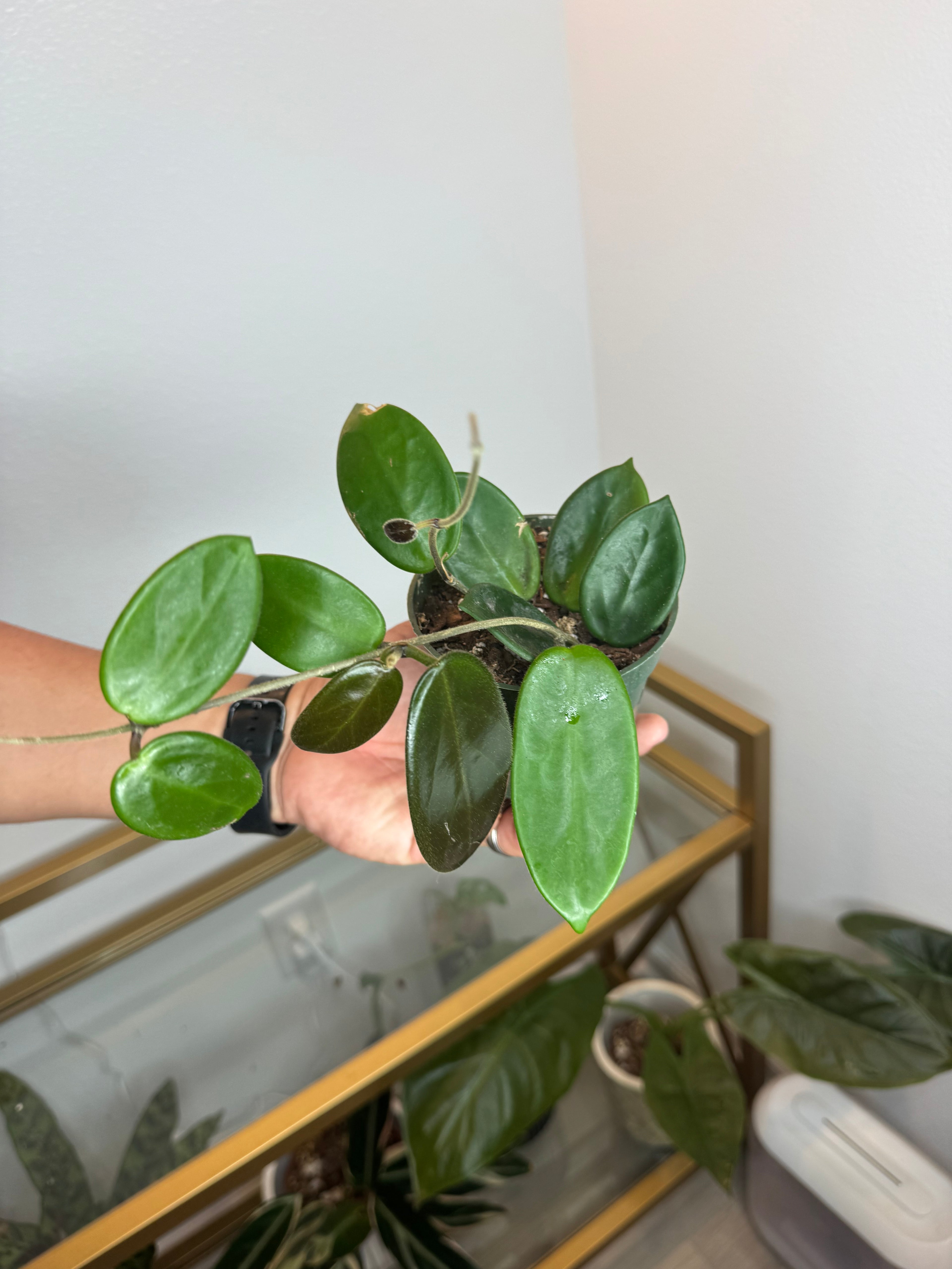 Hoya vangvientiensis