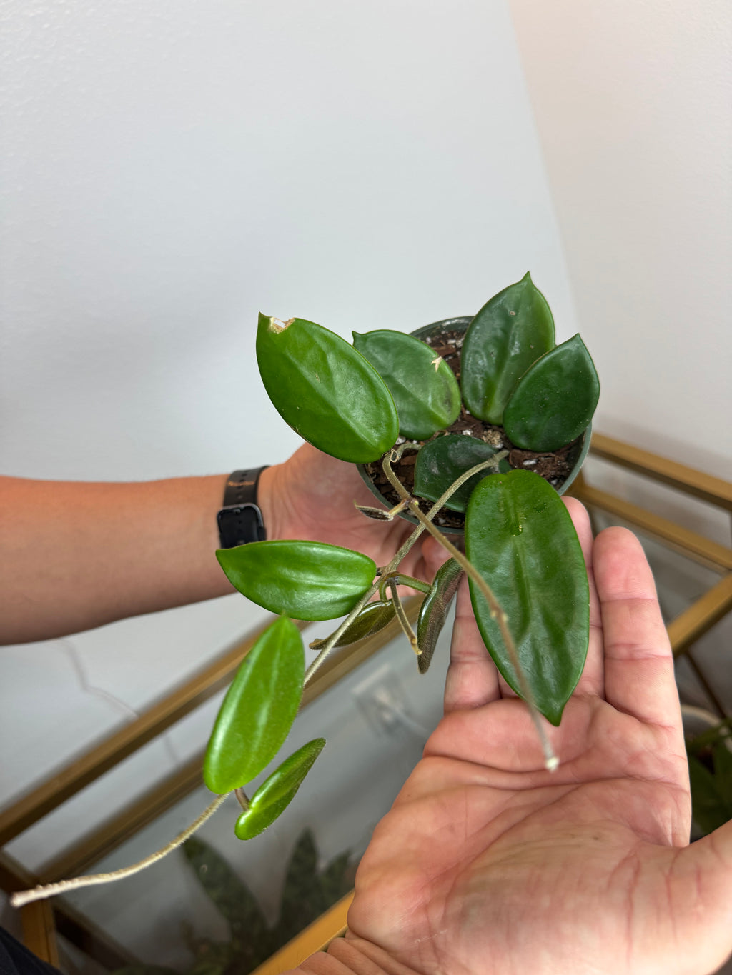 Hoya vangvientiensis