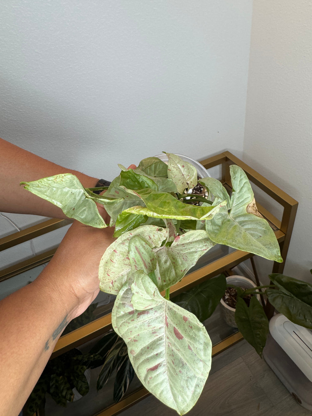 Syngonium confeti