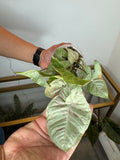 Syngonium confeti