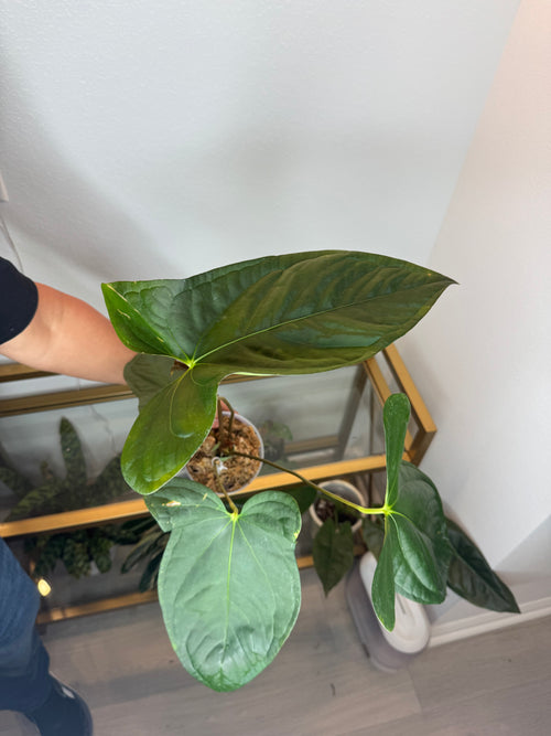 Anthurium Luis mustache