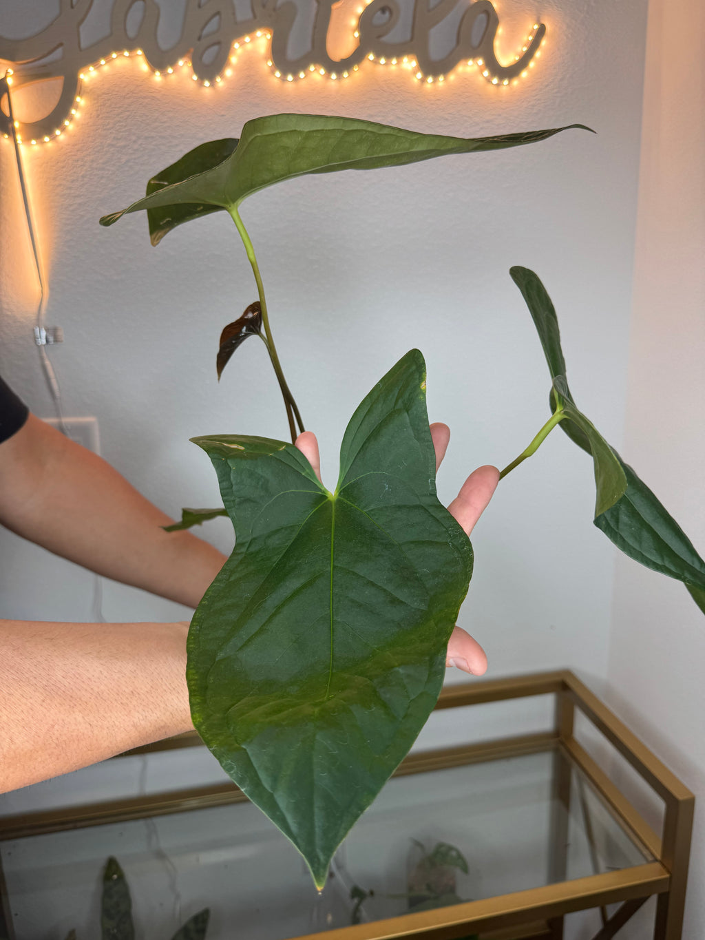 Anthurium Luis mustache