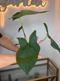 Anthurium Luis mustache