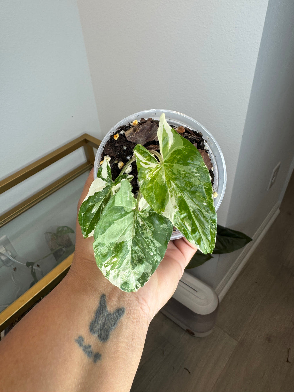 Syngoniun albo cutting