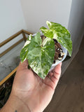 Syngoniun albo cutting