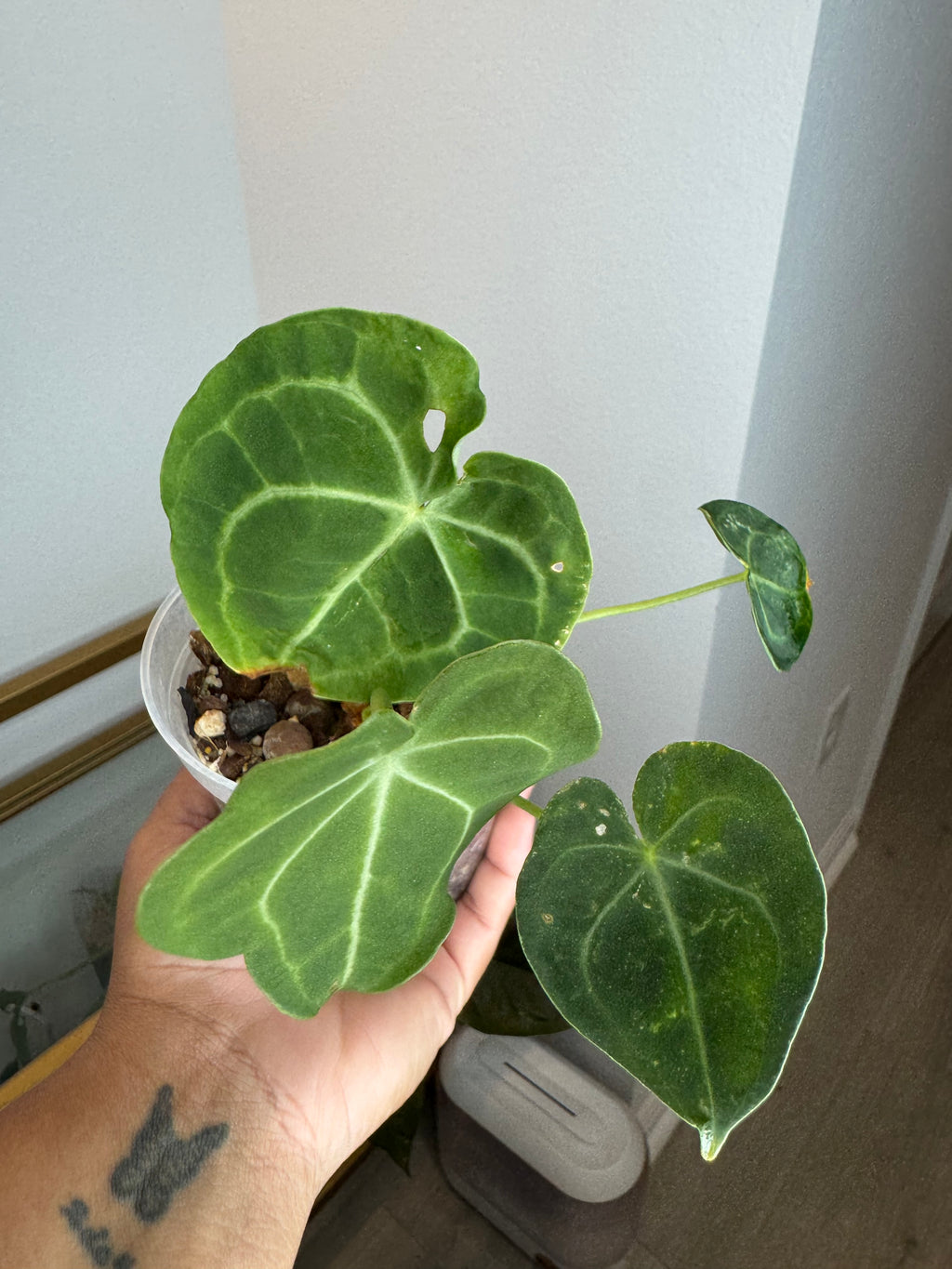 Anthuruum Claverium 4 in