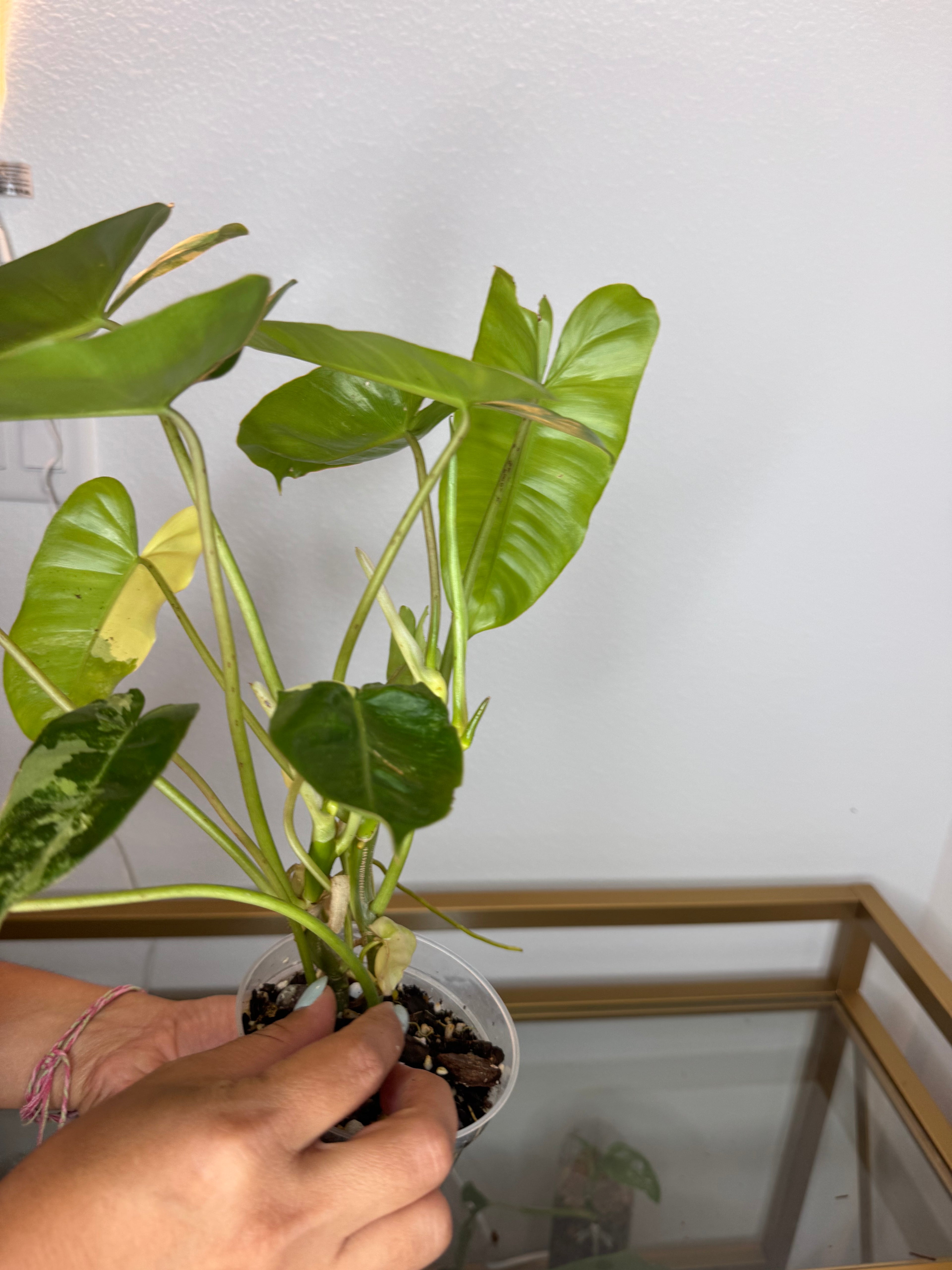 Philodendron Burle Marx variegated 6 in