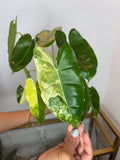 Philodendron Burle Marx variegated 6 in