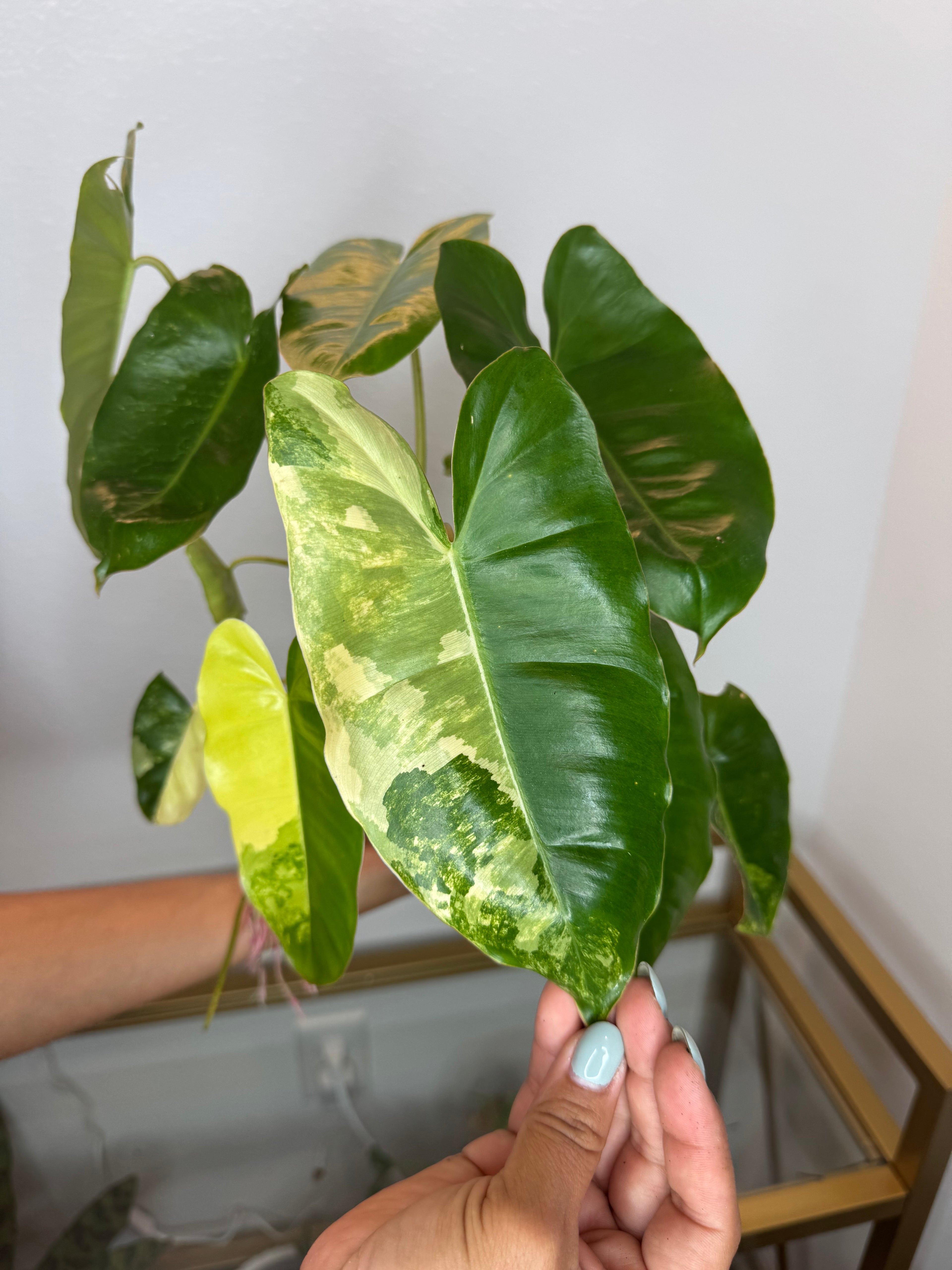 Philodendron Burle Marx variegated 6 in