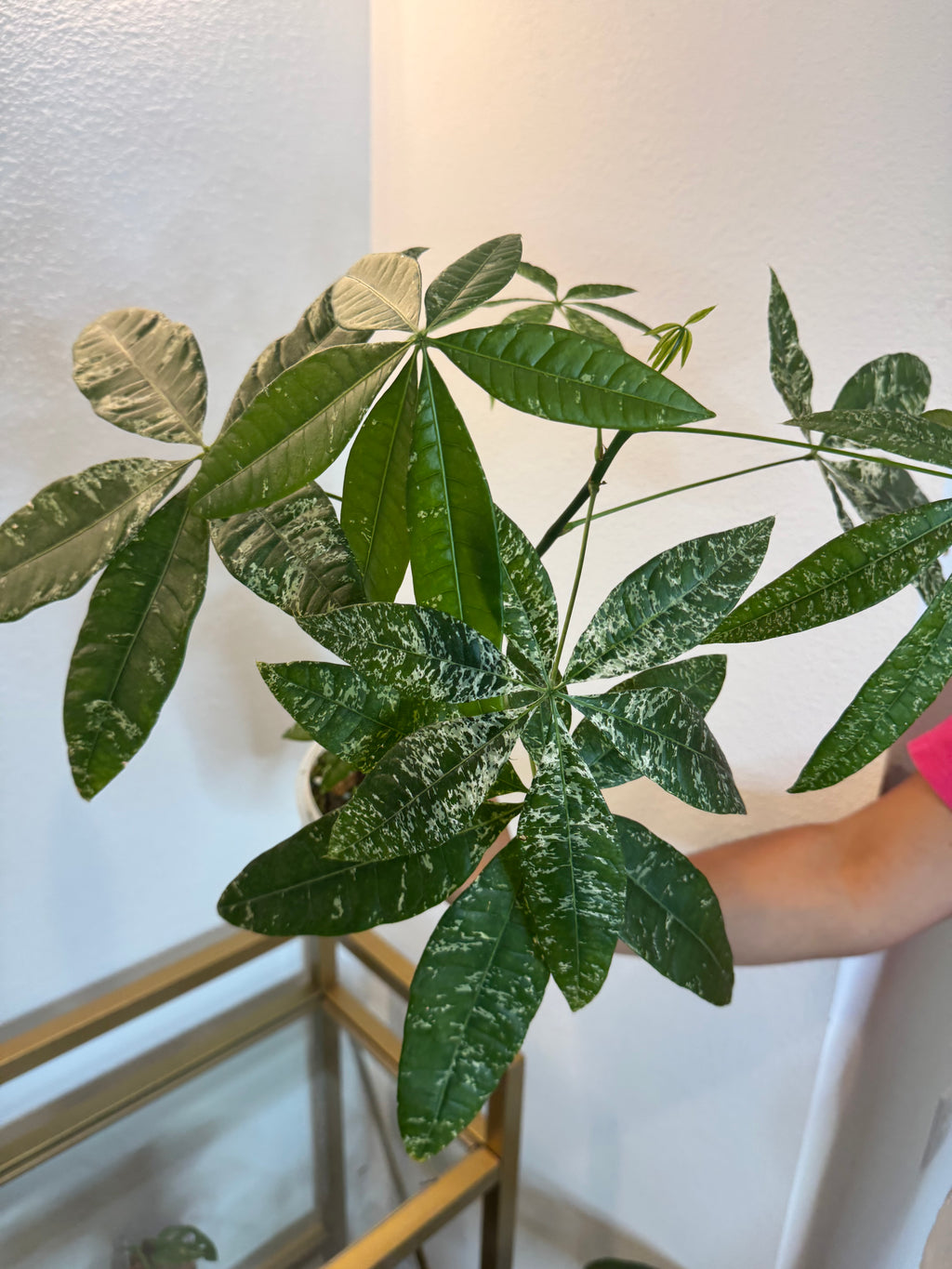 Money tree variegated