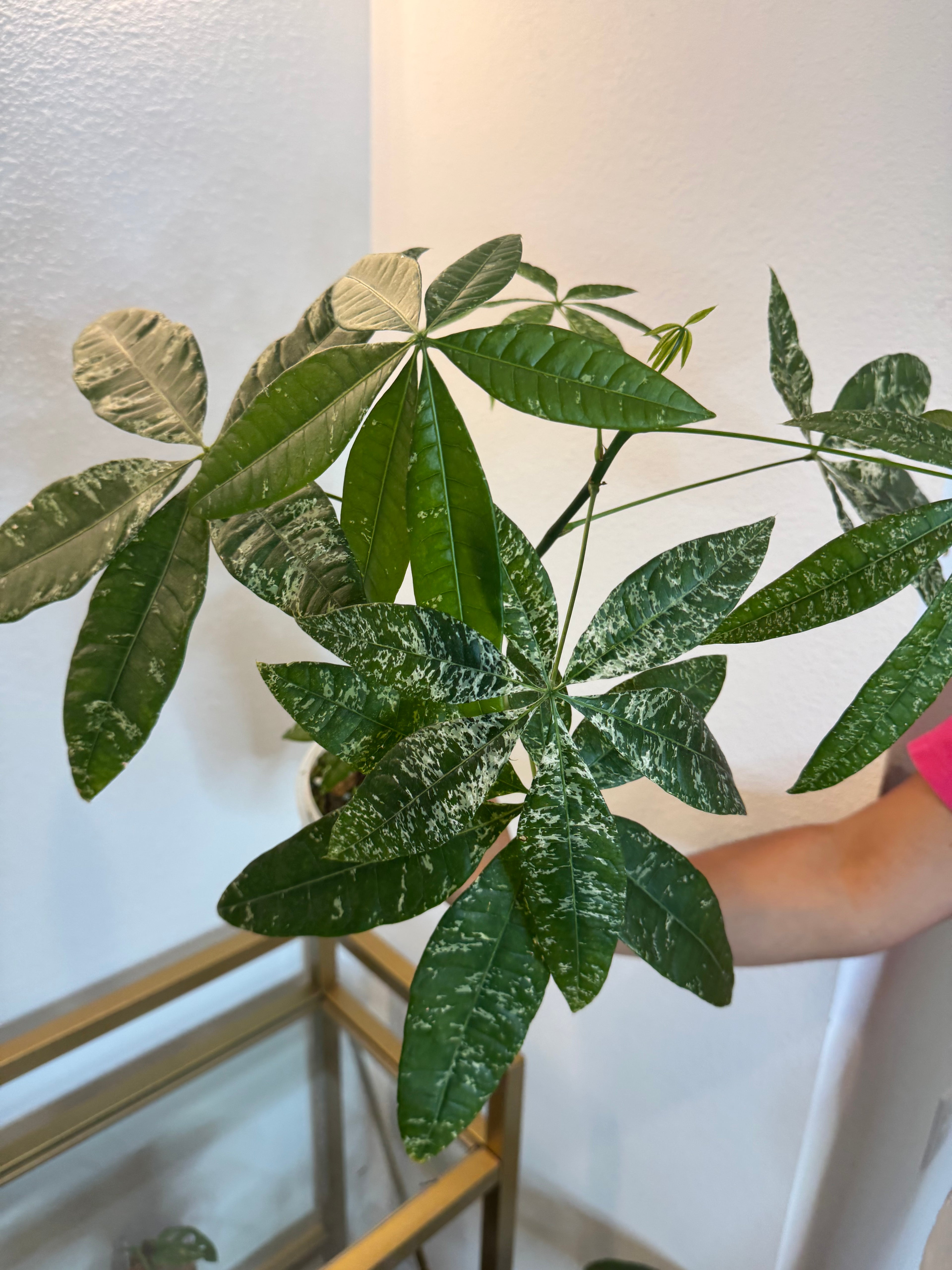 Money tree variegated