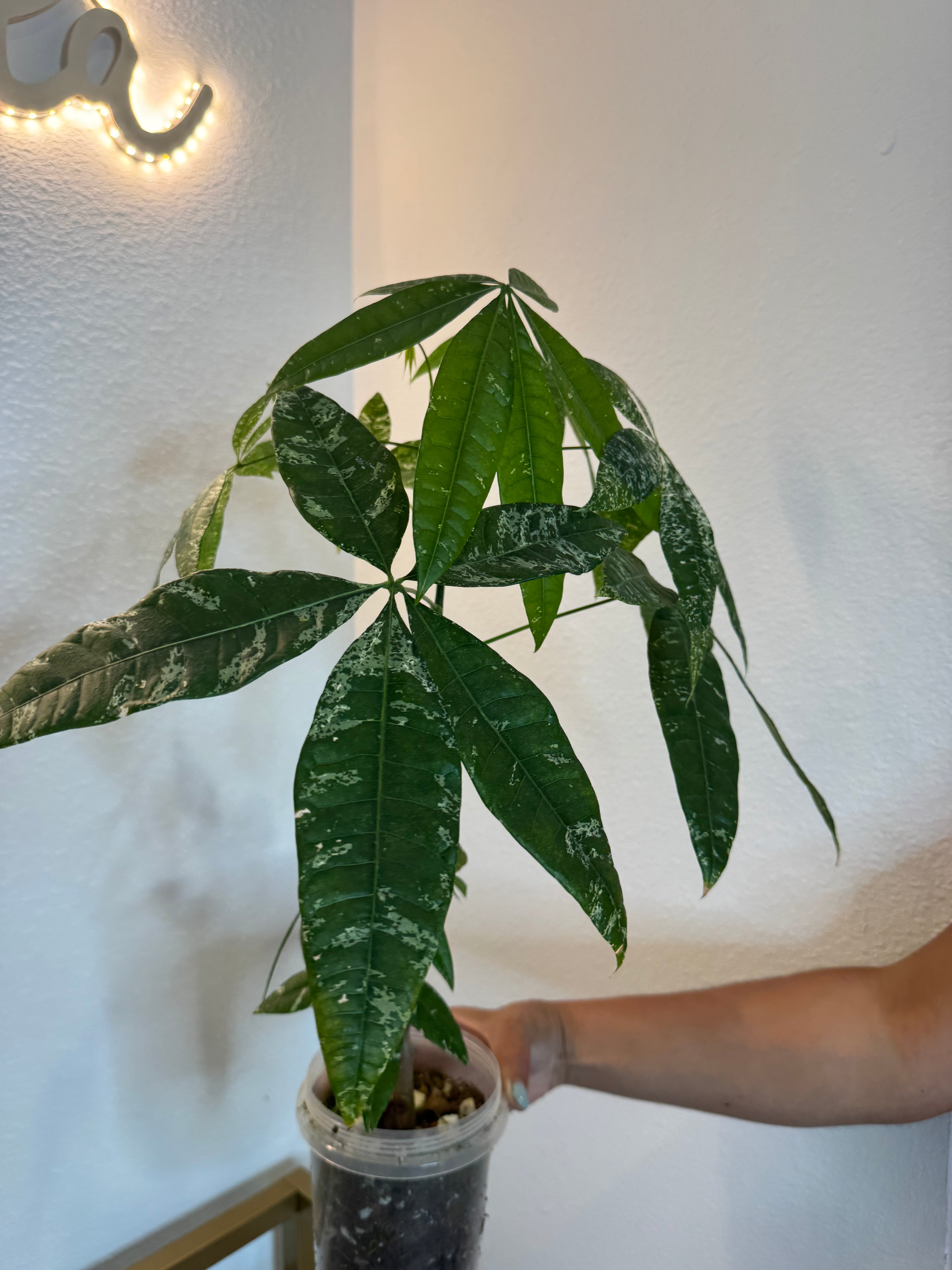 Money tree variegated