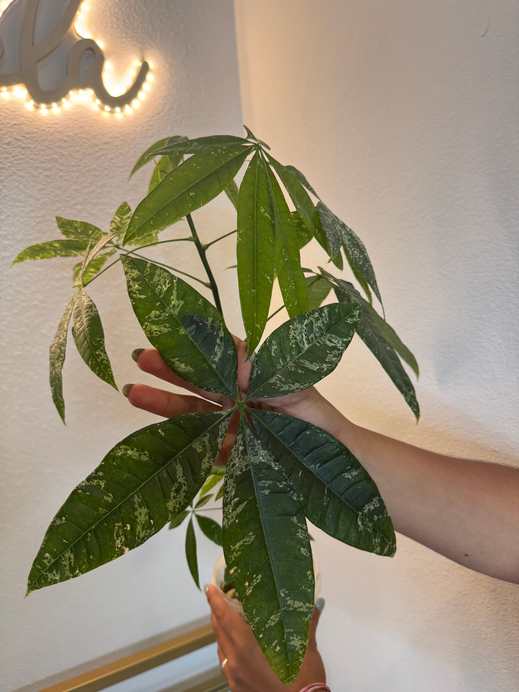 Money tree variegated