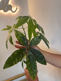 Money tree variegated