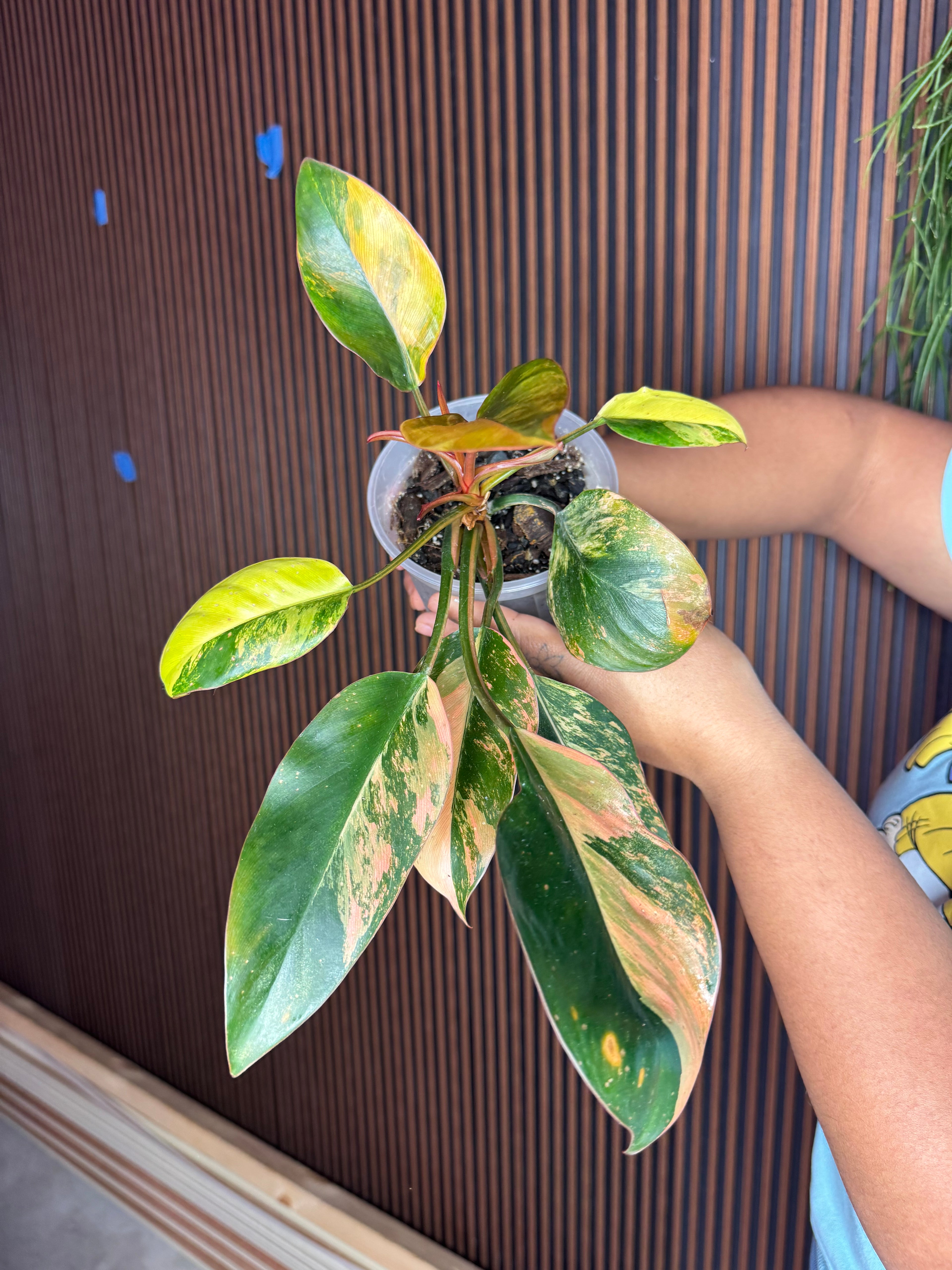 PHILODENDRON YELOW CONGO VARIEGATED EXACT PLANT