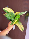 MONSTERA PERU VARIEGATED