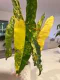 XL PHILODENDRON BILLITIAE VARIEGATED