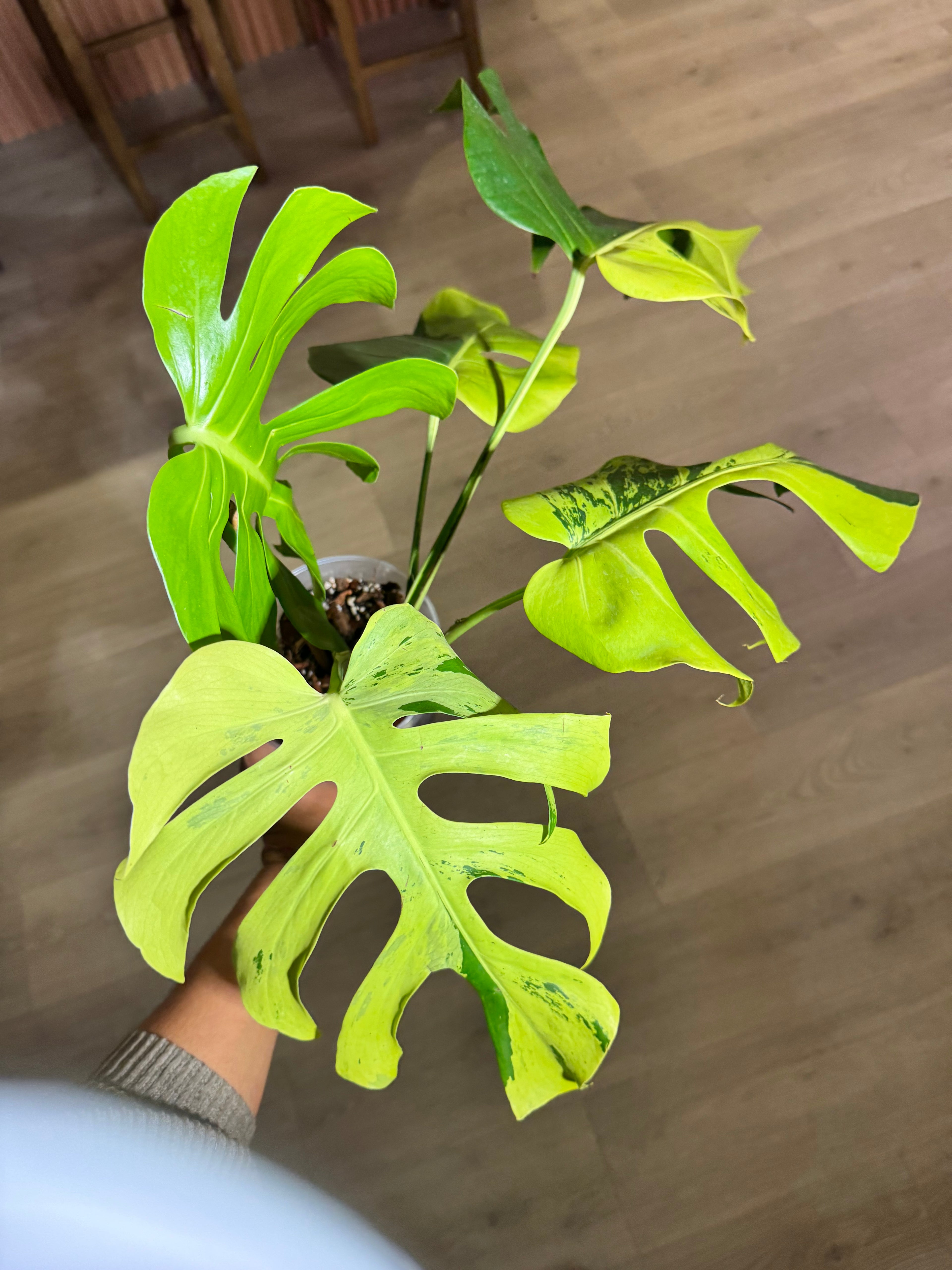 MONSTERA LIME LIGHT