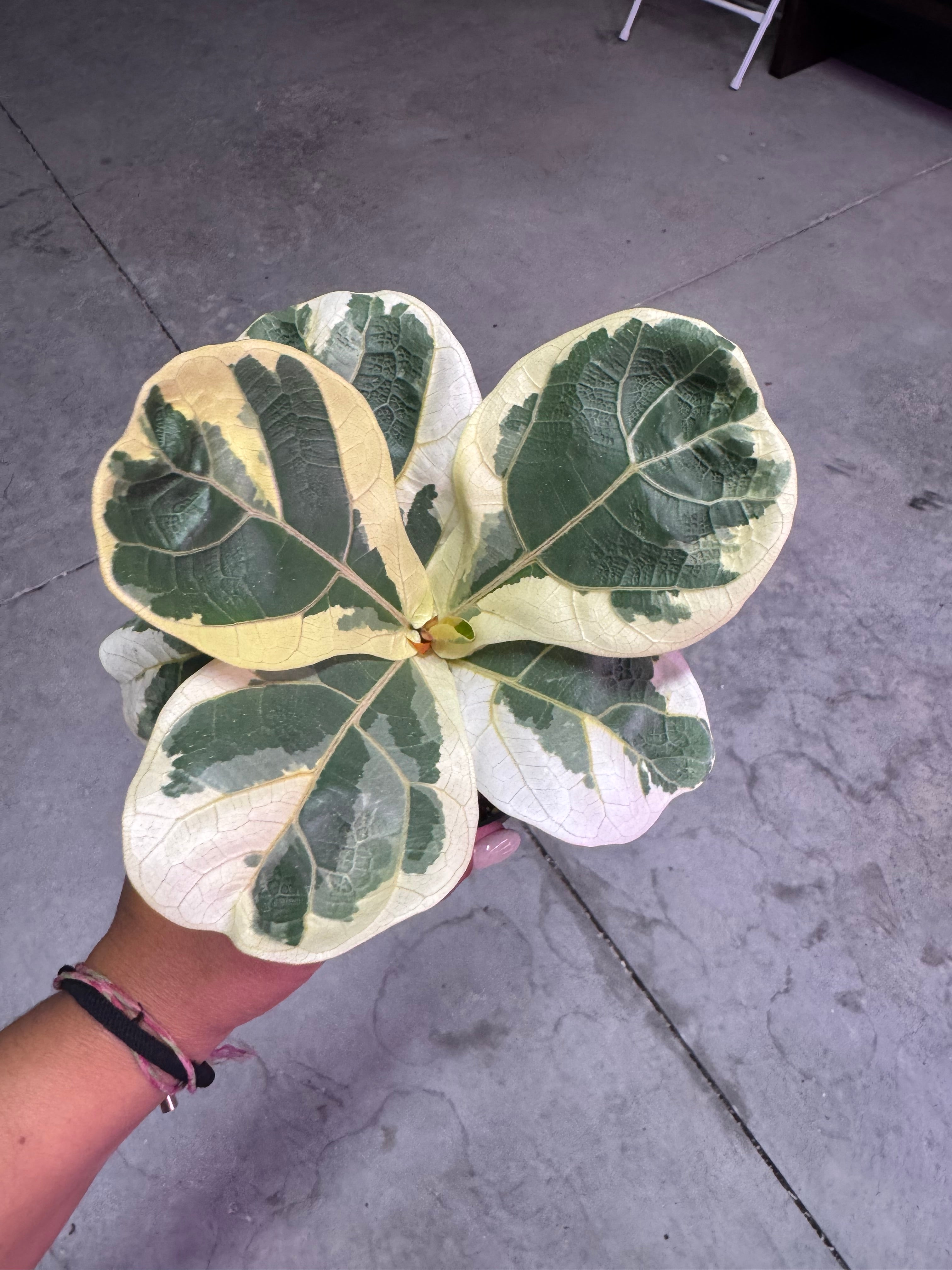 FICUS LIRATA VARIEGATED