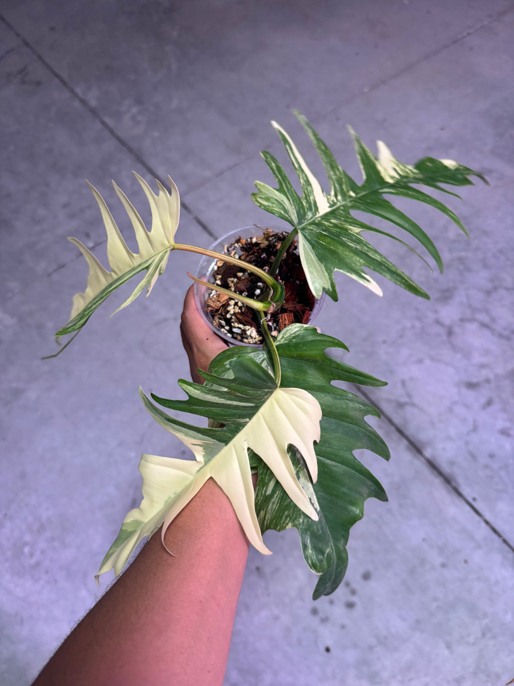 PHILODENDRON FLORIDA BEAUTY X TORTUM