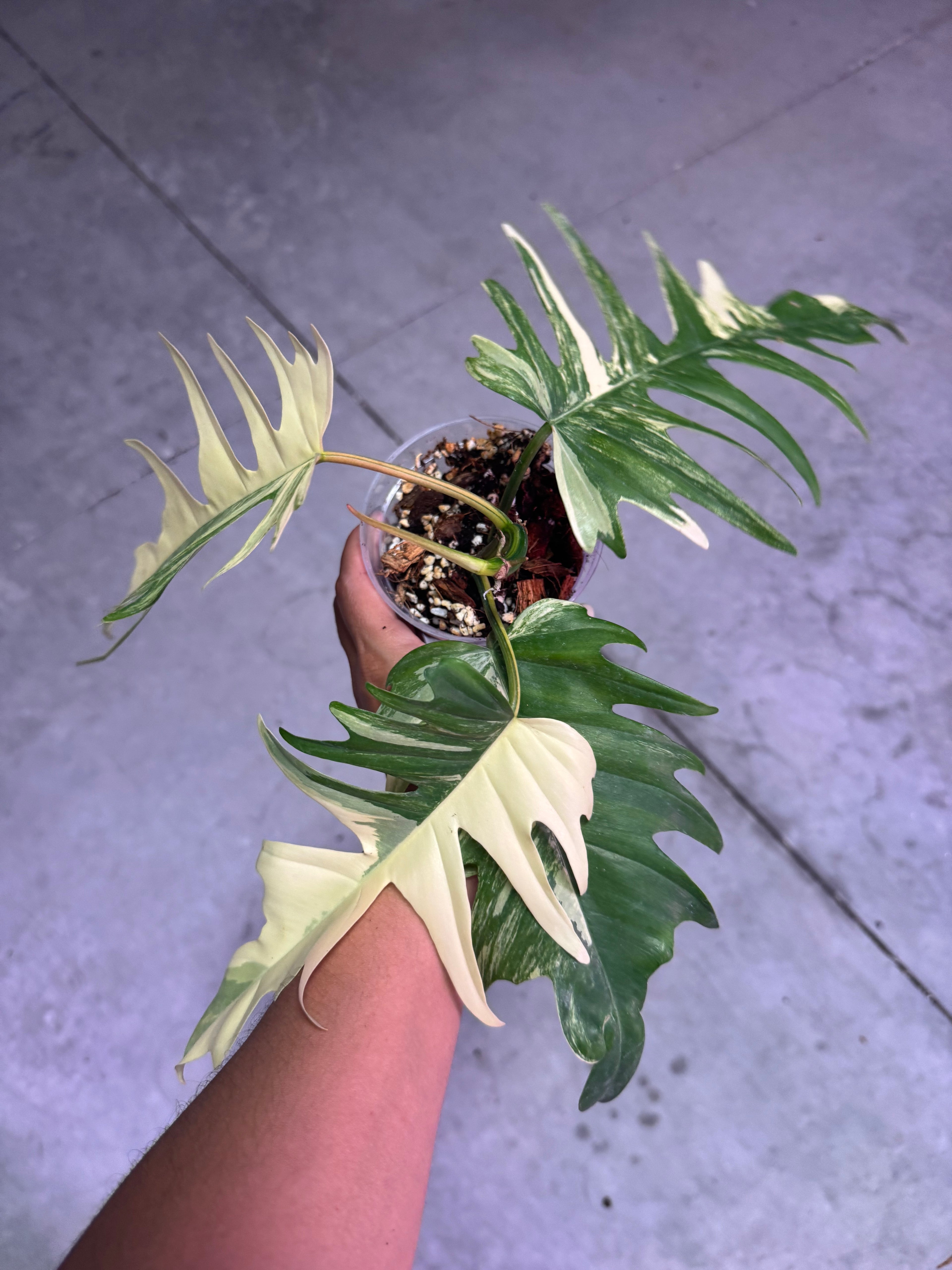 PHILODENDRON FLORIDA BEAUTY X TORTUM
