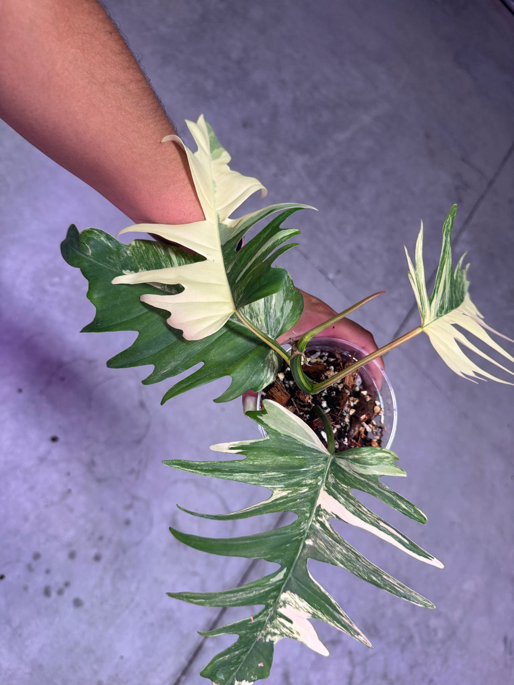 PHILODENDRON FLORIDA BEAUTY X TORTUM