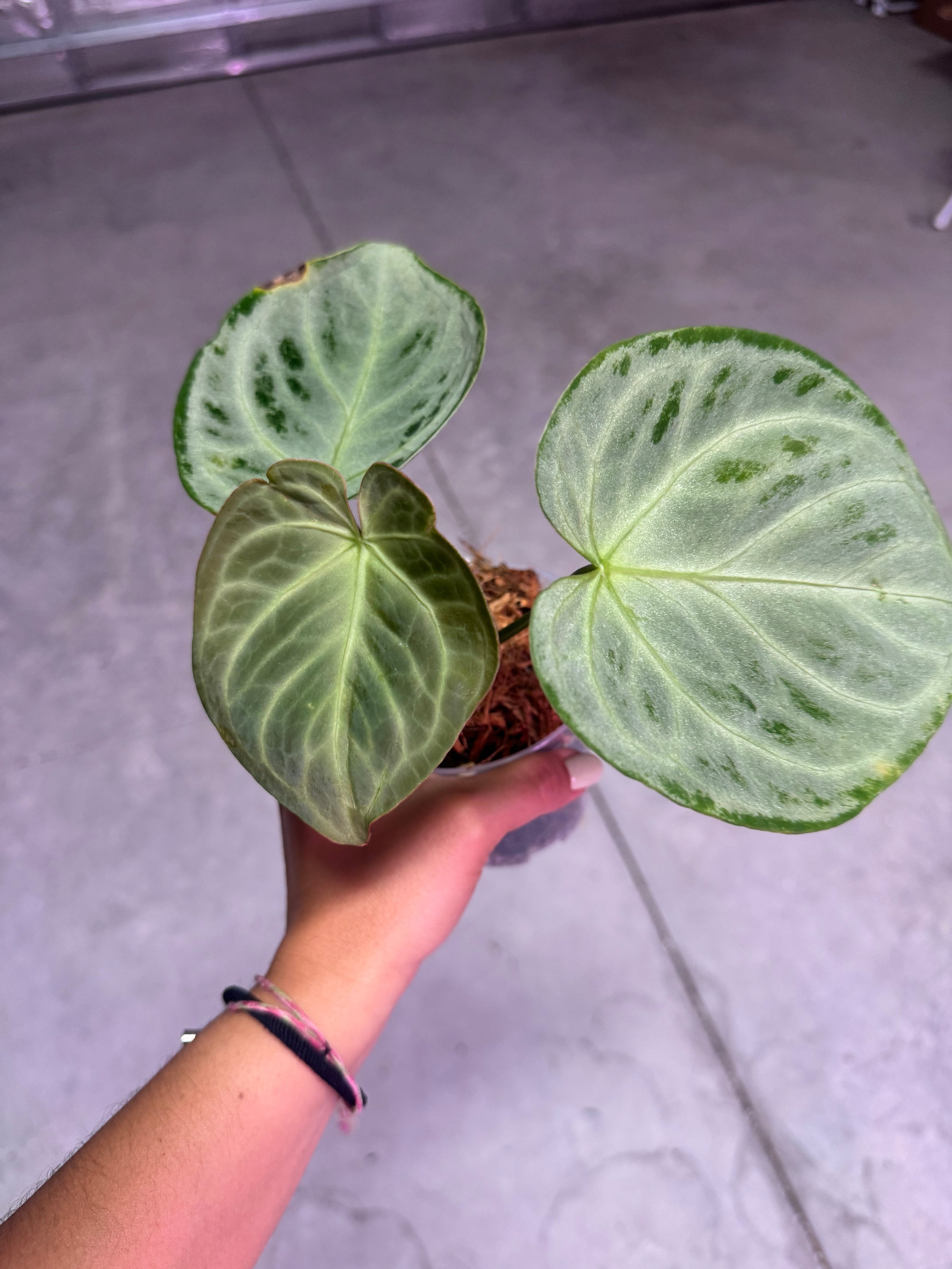 ANTHURIUM SILVER CHROME EXACT PLANT