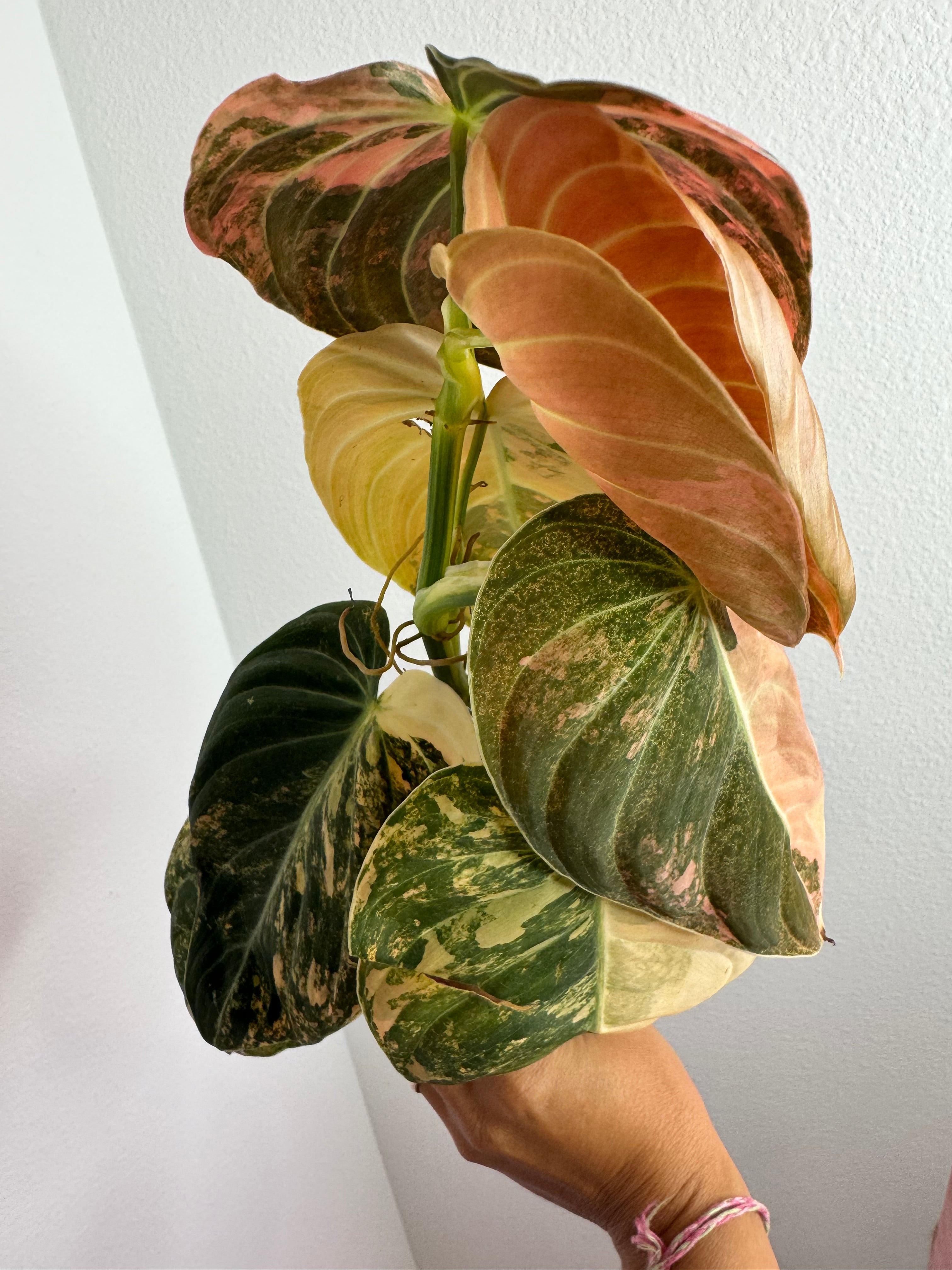 Philodendron Malanochrysum ORANGE bonfire Variegated